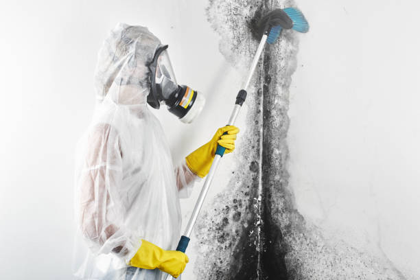 Best Flooded house restoration  in Port Hueneme, CA